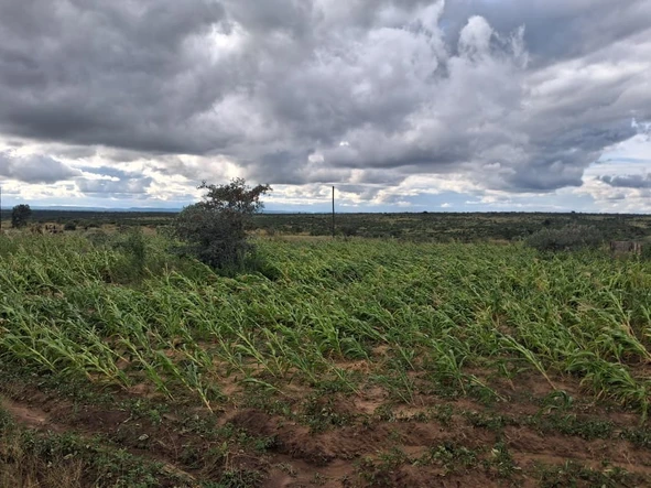 Stands & Residential Land